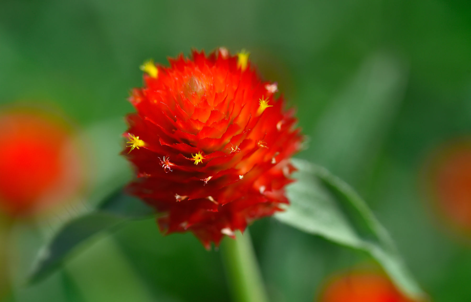 Pick Your Flower 19jpg